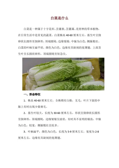 白菜是什么
