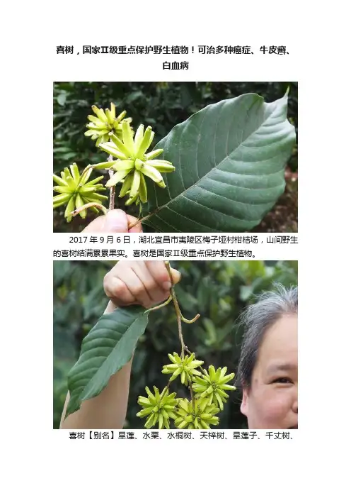 喜树，国家Ⅱ级重点保护野生植物！可治多种癌症、牛皮癣、白血病
