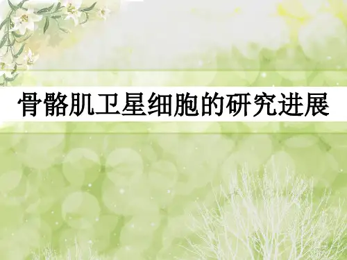 骨骼肌卫星细胞的研究进展