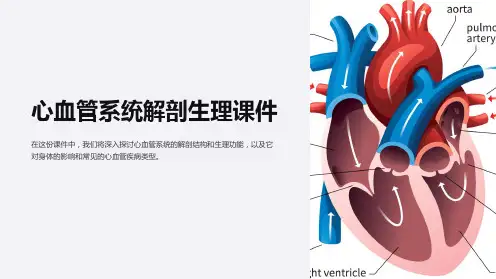 《心血管系统解剖生理课件》