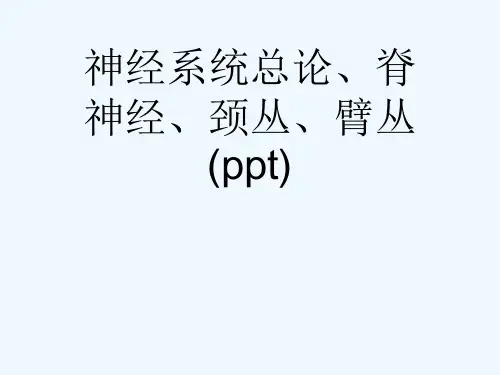 神经系统总论、脊神经、颈丛、臂丛(ppt)