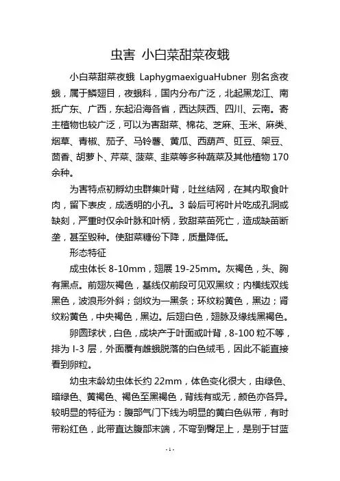 虫害小白菜甜菜夜蛾