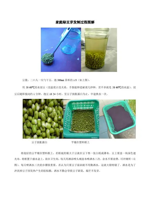 家庭绿豆芽发制过程图解