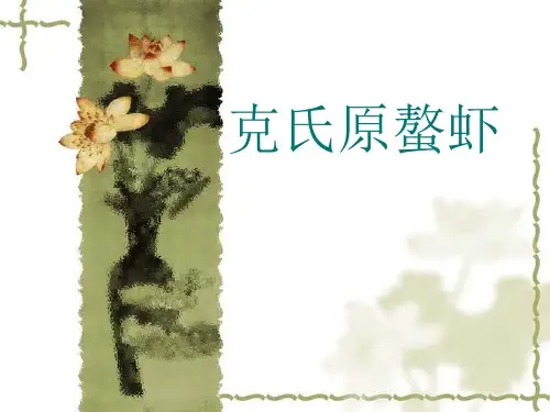 克氏原螯虾