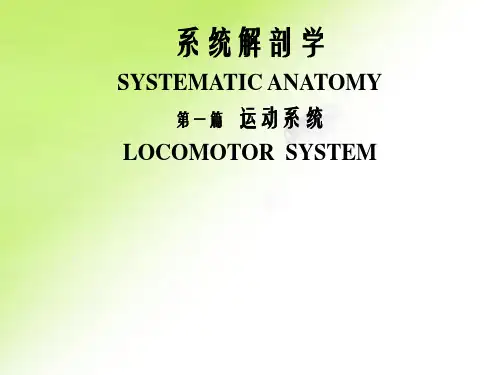 系统解剖学第一篇运动系统