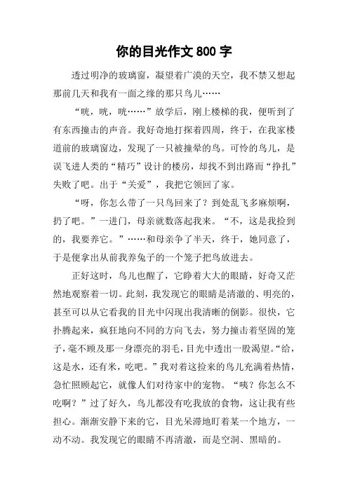 你的目光作文800字