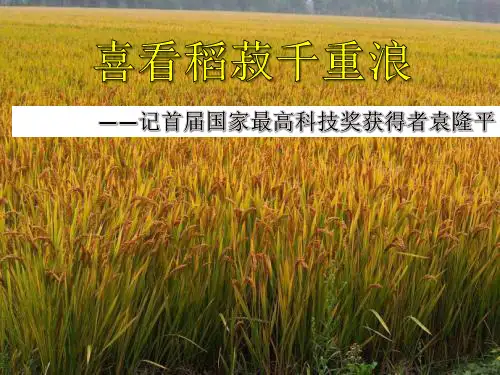 《喜看稻菽千重浪》-ppt课件