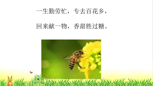 部编版小学语文《蜜蜂引路》公开课精品PPT课件