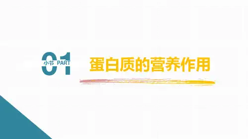 蛋白质分解代谢(生物化学课件)