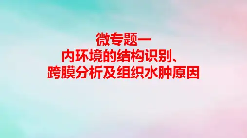 2025新教材高中生物微专题1内环境的结构识别跨膜分析及组织水肿原因pptx课件新人教版选择性必修1