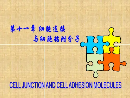 细胞生物学11-45页PPT文档资料