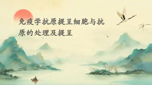 免疫学抗原提呈细胞与抗原的处理及提呈PPT课件
