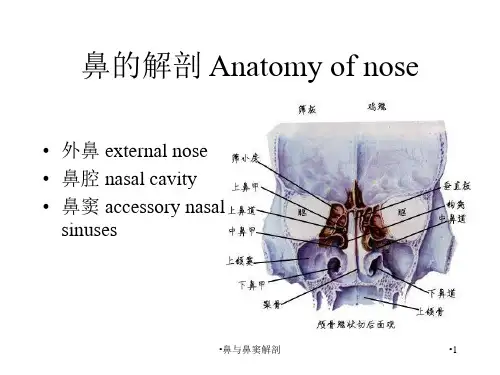 鼻与鼻窦解剖课件