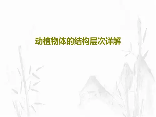 动植物体的结构层次详解31页PPT