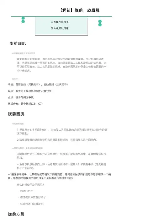 【解剖】旋前、旋后肌