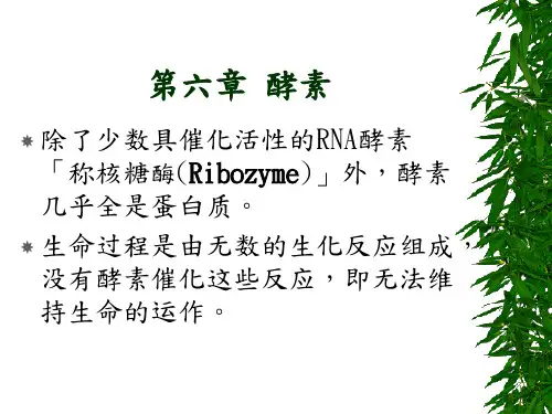 酵素介绍课件