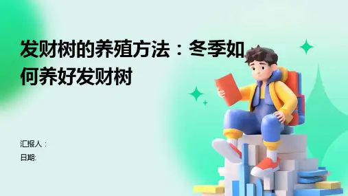 发财树的养殖方法：冬季如何养好发财树