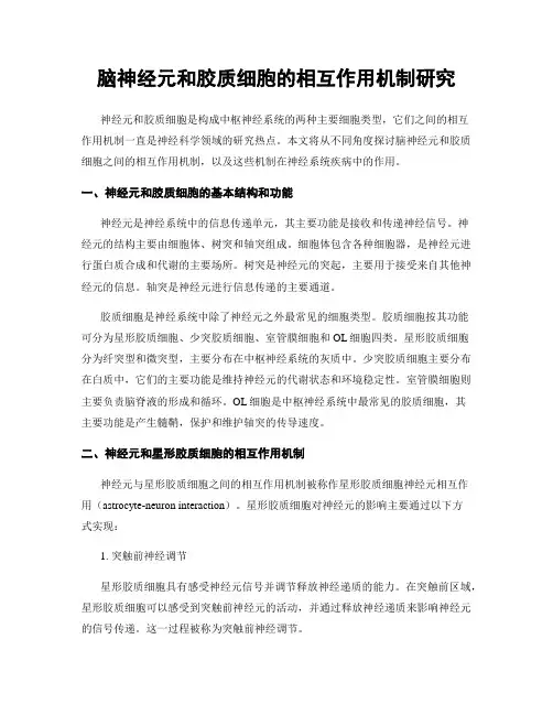 脑神经元和胶质细胞的相互作用机制研究