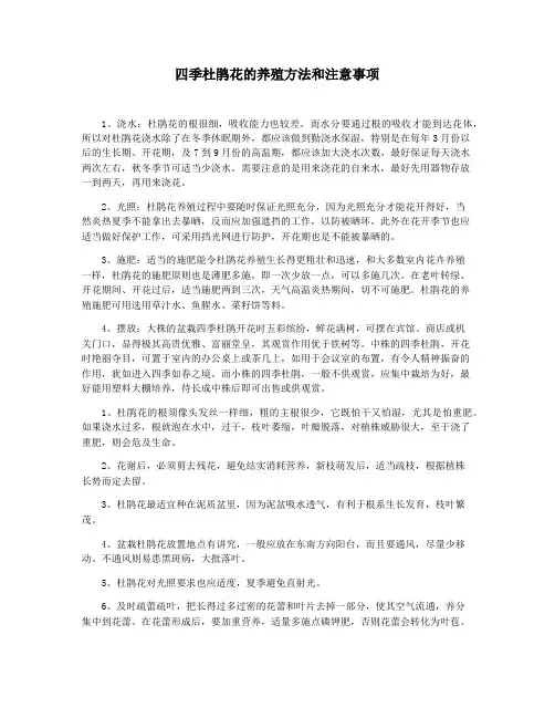 四季杜鹃花的养殖方法和注意事项