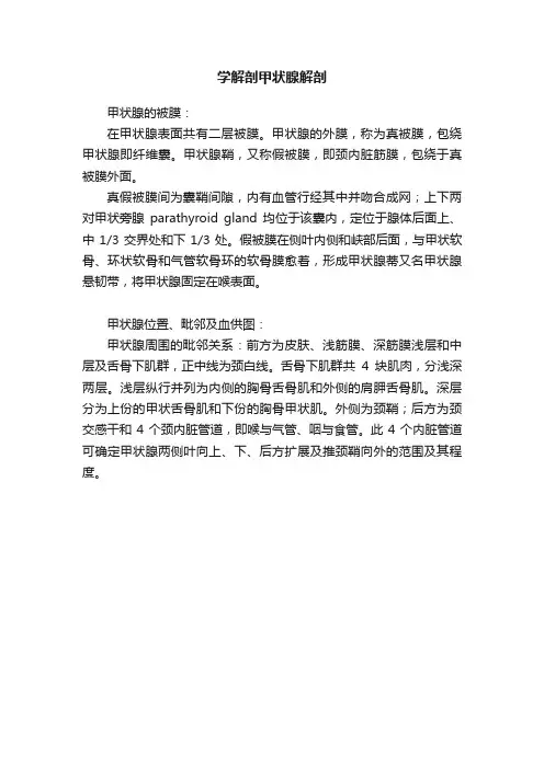 学解剖甲状腺解剖