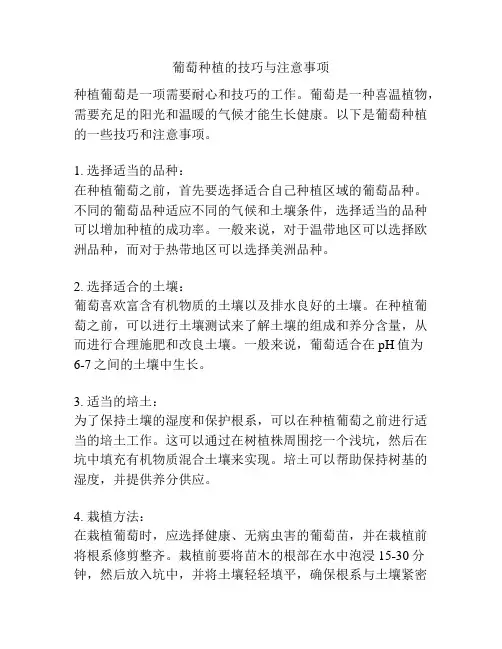 葡萄种植的技巧与注意事项