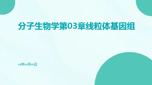分子生物学第03章线粒体基因组