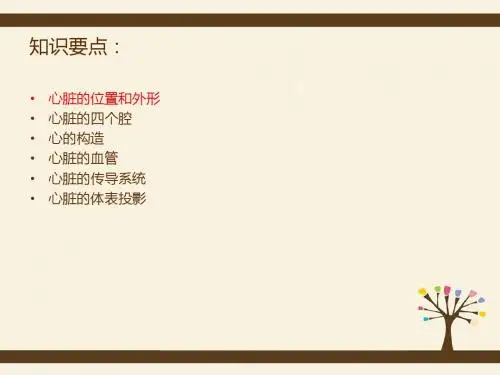 心脏解剖_演示文稿2