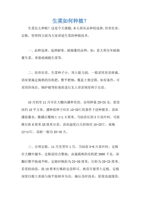 生菜如何种植？