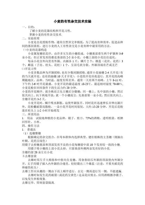 小麦的有性杂交技术