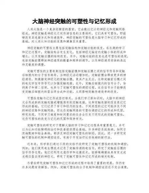 大脑神经突触的可塑性与记忆形成