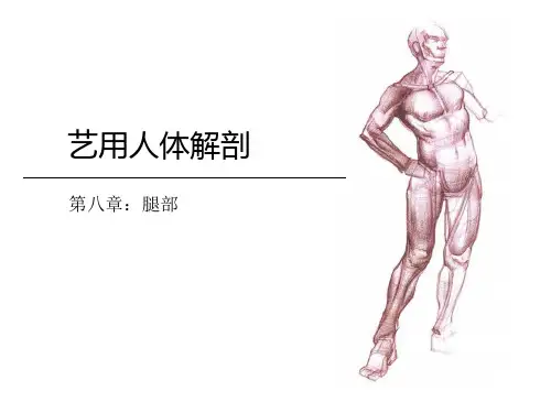 艺用人体解剖第08章-腿部