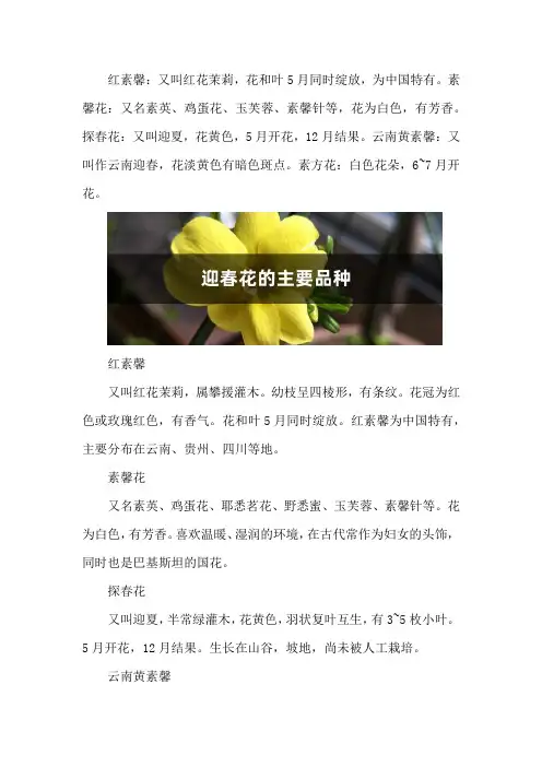 迎春花的主要品种