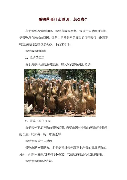 蛋鸭落蛋什么原因,怎么办？