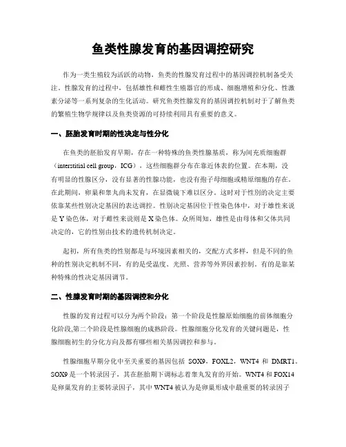 鱼类性腺发育的基因调控研究