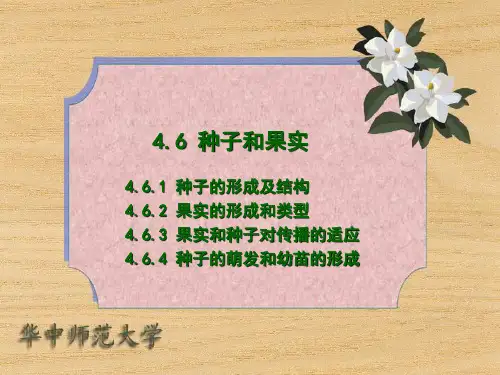 4.6 种子和果实