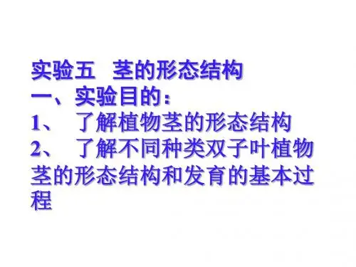实验五   茎的形态结构