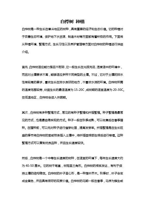 白桦树 种植