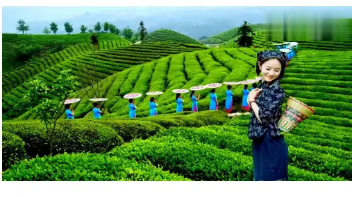 5.2北方大区和南方地区南方地区课件-八年级地理下学期