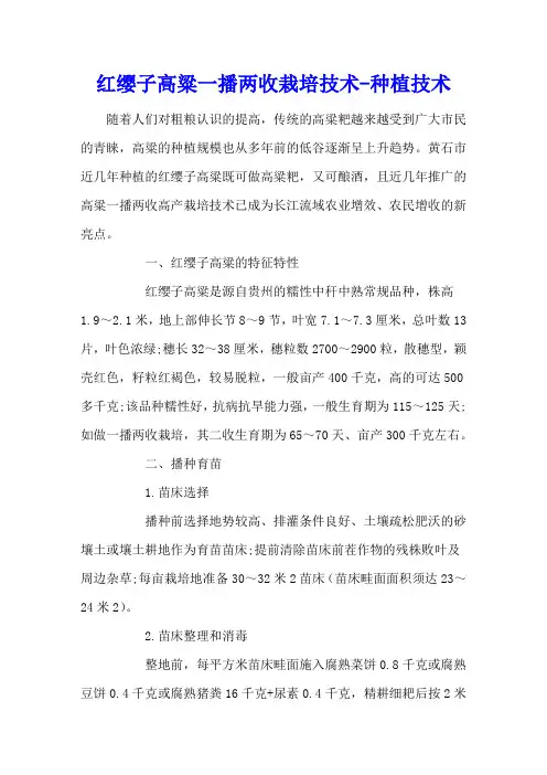 红缨子高粱一播两收栽培技术 - 种植技术