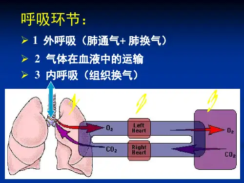 肺通气肺换气
