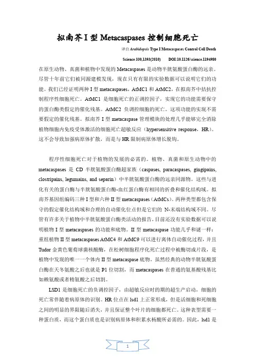 拟南芥I型Metacaspases控制细胞死亡