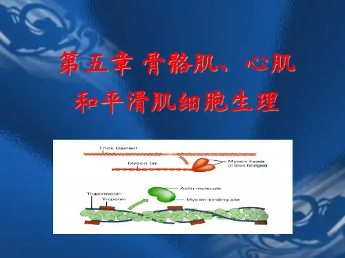 生理学课件第五章