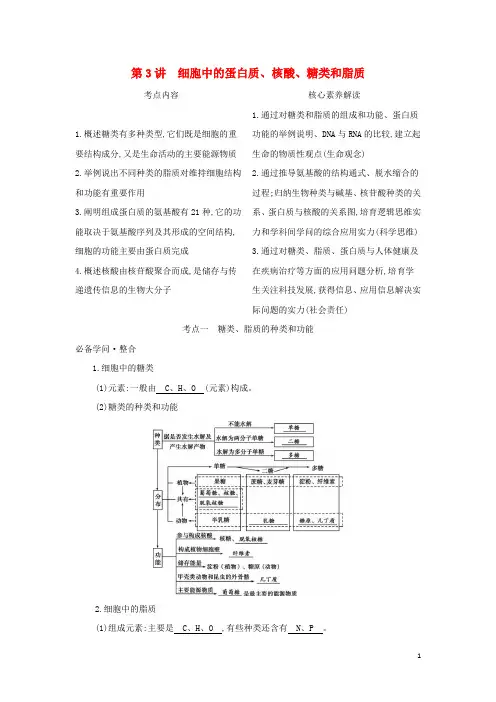 2025版新教材高考生物总复习第1单元第3讲细胞中的蛋白质核酸糖类和脂质教案