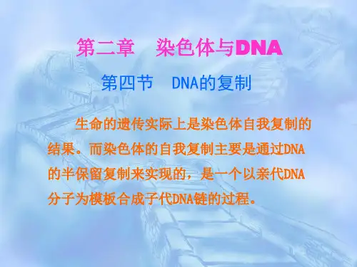 第2章 DNA的复制