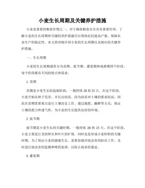 小麦生长周期及关键养护措施