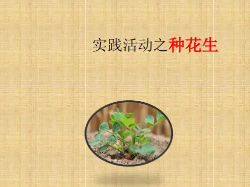 小学生科技创新课件：种花生