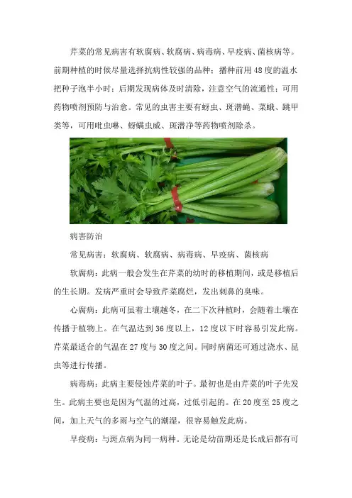 芹菜的病虫害防治
