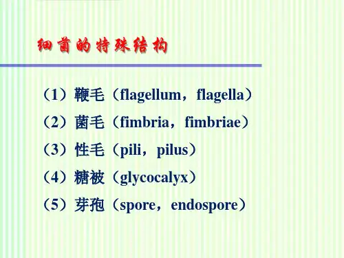 微生物细菌的特殊结构