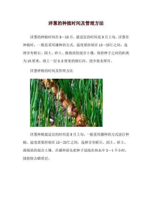 洋葱的种植时间及管理方法