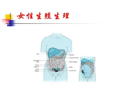 女性生殖系统生理